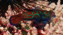 Synchiropus splendidus