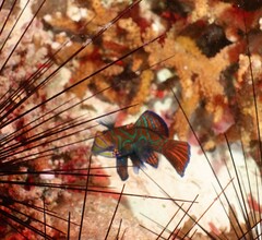 Synchiropus splendidus