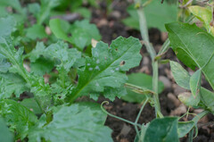 Golovinomyces fischeri