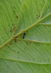 Lasius