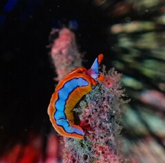 Thuridilla lineolata