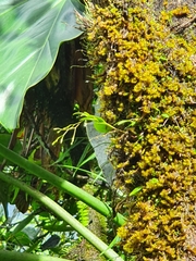Epidendrum vincentinum