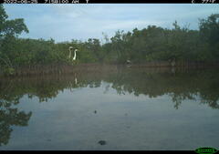 Ardea herodias occidentalis