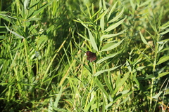 Erebia euryale