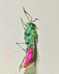 Chrysura