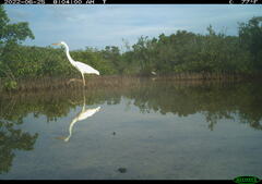 Ardea herodias occidentalis