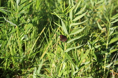 Erebia euryale