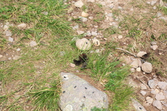 Erebia euryale