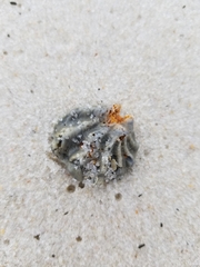 Plicatula gibbosa