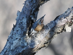 Sitta europaea amurensis