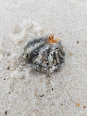 Plicatula gibbosa