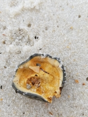 Plicatula gibbosa