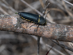 Hippomelas sphenicus