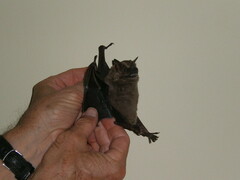 Artibeus jamaicensis