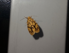 Miltochrista terminospota