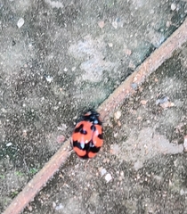 Coccinella transversalis