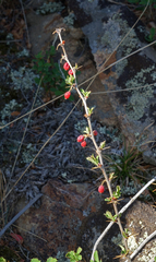 Berberis sibirica