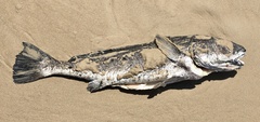 Sciaenidae