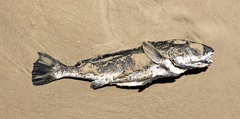 Sciaenidae