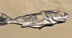 Sciaenidae