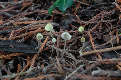 Mycena xantholeuca