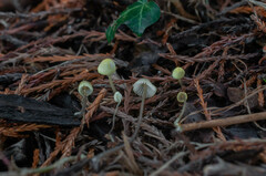 Mycena xantholeuca