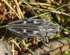 Chalcophora mariana