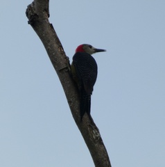 Melanerpes radiolatus