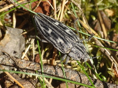 Chalcophora mariana