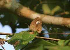 Mycalesis junonia