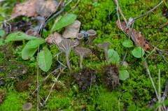 Arrhenia rickenii