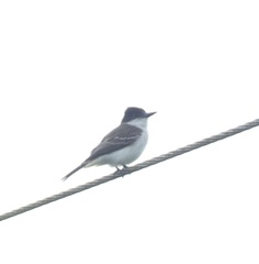 Tyrannus caudifasciatus