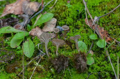 Arrhenia rickenii