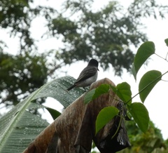 Tyrannus caudifasciatus