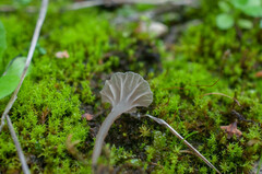 Arrhenia rickenii