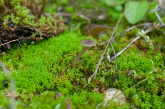 Arrhenia rickenii