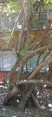 Ficus capreifolia