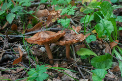 Inocybe pyriodora