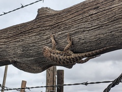 Sceloporus bimaculosus