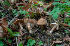 Inocybe pyriodora