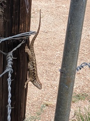 Sceloporus bimaculosus
