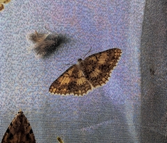 Luxiaria submonstrata