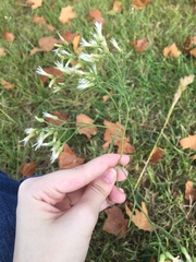 Baccharis halimifolia
