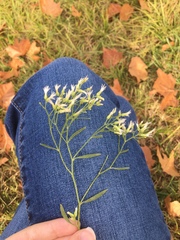 Baccharis halimifolia