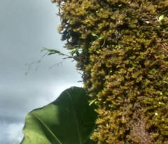 Epidendrum vincentinum