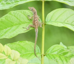 Anolis grahami