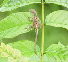 Anolis grahami