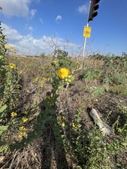 Heterotheca subaxillaris