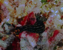Nembrotha kubaryana