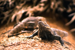 Ctenosaura hemilopha